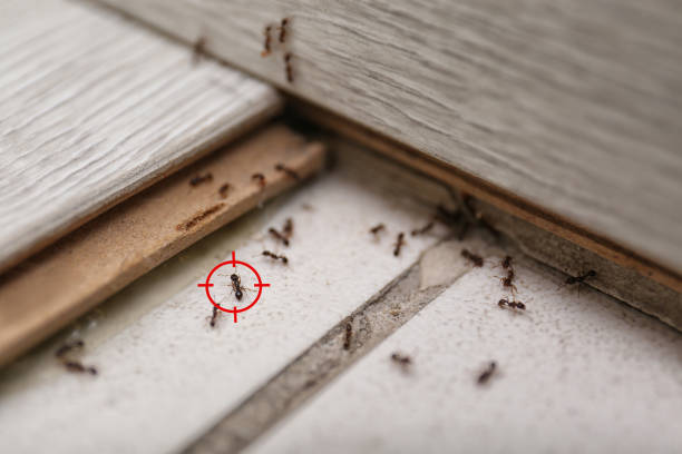 Best Exterminator Services  in Stephenville, TX