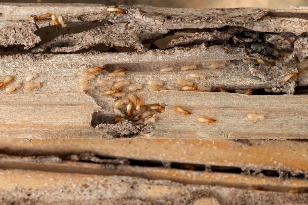 Best Bed Bug Extermination  in Stephenville, TX