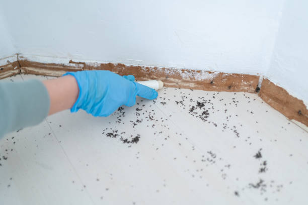 Best Flea Control Services  in Stephenville, TX